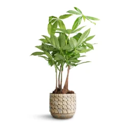 Pachira Aquatica - Multi Stem - Money Tree 16 Pachira Aquatica - Multi Stem - Money Tree -Outlet The Ever Sprout Store Pachira aquatica Multi Stem Money Tree 17x65cm Jim Plant Pot Shell 19x16cm 5eba2cb7 6254 43ff b696 fa60b4b2b090