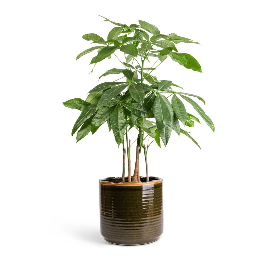 Pachira Aquatica - Multi Stem - Money Tree 10 Pachira Aquatica - Multi Stem - Money Tree - Image 10