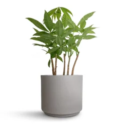Pachira Aquatica - Multi Stem - Money Tree 19 Pachira Aquatica - Multi Stem - Money Tree -Outlet The Ever Sprout Store Pachira aquatica Multi Stem Money Tree 17x65cm Leon Plant Pot Cement 22x19.5cm cd28d002 51ad 413d aa8b b9e286f204cd
