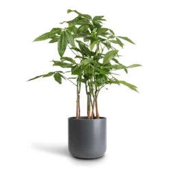 Pachira Aquatica - Multi Stem - Money Tree 14 Pachira Aquatica - Multi Stem - Money Tree -Outlet The Ever Sprout Store Pachira aquatica Multi Stem Money Tree 17x65cm Lisbon Plant Pot Charcoal 21x21cm