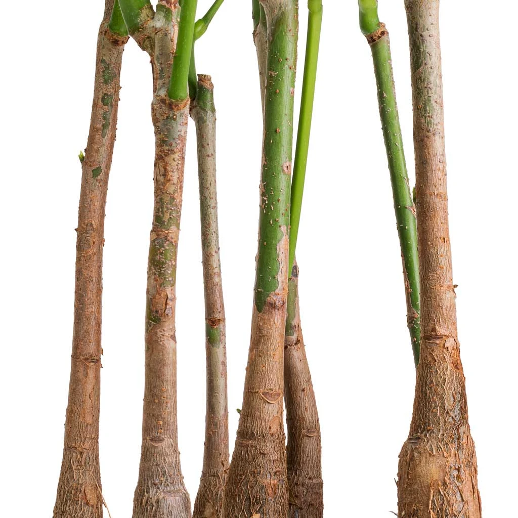 Pachira Aquatica - Multi Stem - Money Tree 2 Pachira Aquatica - Multi Stem - Money Tree - Image 2
