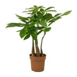 Pachira Aquatica - Multi Stem - Money Tree 18 Pachira Aquatica - Multi Stem - Money Tree -Outlet The Ever Sprout Store Pachira aquatica Multi Stem Money Tree