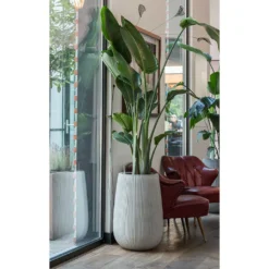 Patt High Plant Vase - Ridged Cement -Outlet The Ever Sprout Store Patt High Plant Vase Ridged Cement Strelitzia Houseplant