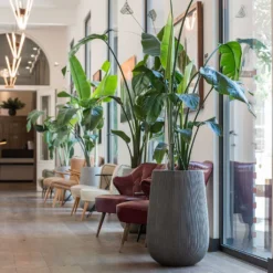 Patt High Plant Vase - Ridged Dark Grey 16 Patt High Plant Vase - Ridged Dark Grey -Outlet The Ever Sprout Store Patt High Plant Vase Ridged Dark Grey Strelitzia Houseplant