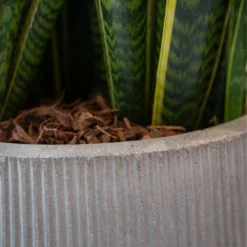 Patt High Plant Vase - Ridged Cement -Outlet The Ever Sprout Store PattHighPlantVase RidgedCement 4