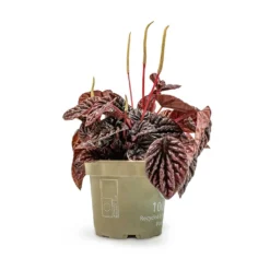 Peperomia Caperata Red Luna 13 Peperomia Caperata Red Luna -Outlet The Ever Sprout Store Peperomia Caperata Red Luna Houseplant 11x20cm