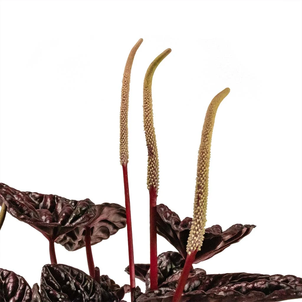 Peperomia Caperata Red Luna 4 Peperomia Caperata Red Luna - Image 4