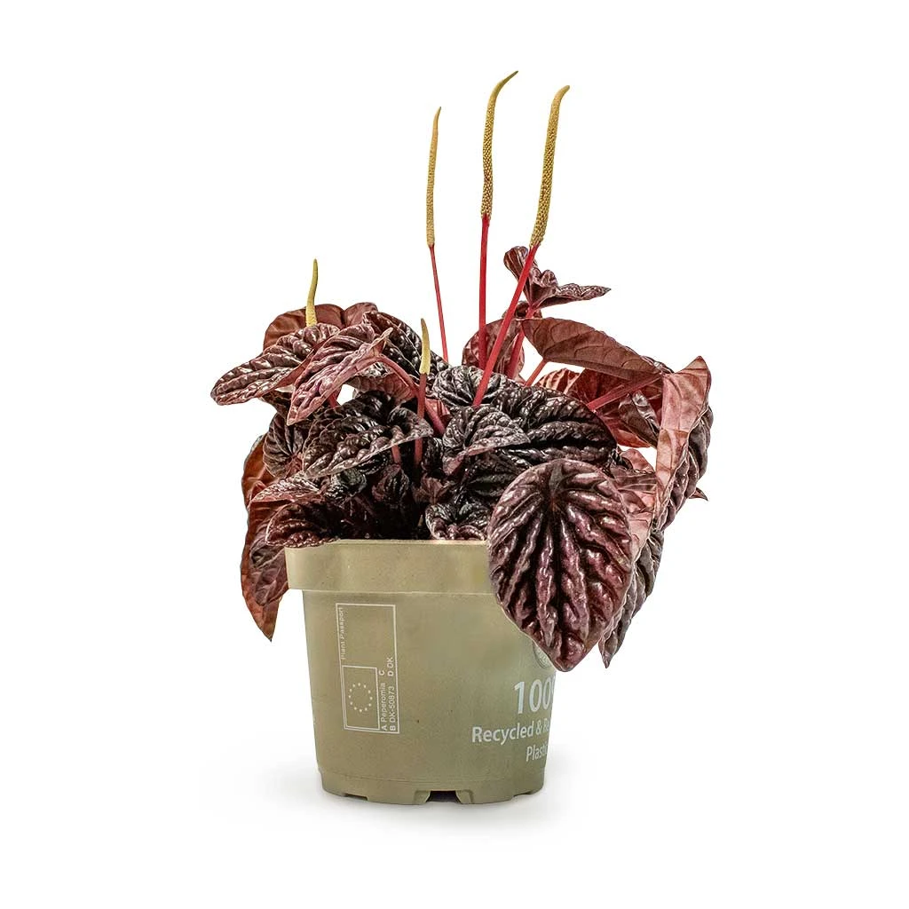 Peperomia Caperata Red Luna 3 Peperomia Caperata Red Luna - Image 3