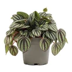Peperomia Piccolo Banda -Outlet The Ever Sprout Store Peperomia Piccolo Banda 10.5x20cm
