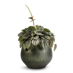 Peperomia Piccolo Banda -Outlet The Ever Sprout Store Peperomia Piccolo Banda 10.5x20cm Noor Plant Pot Velvet Green 16x13cm 1cbd8962 4dc5 41de 9bb1 b791e93c17fa
