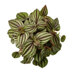 Peperomia Piccolo Banda -Outlet The Ever Sprout Store Peperomia Piccolo Banda Houseplant 10.5x20cm Birdseye