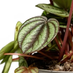 Peperomia Piccolo Banda -Outlet The Ever Sprout Store Peperomia Piccolo Banda Houseplant 10.5x20cm Close Leaf