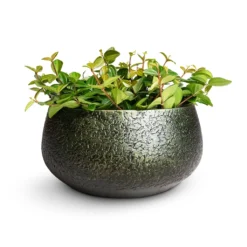 Noor Plant Bowl - Velvet Green -Outlet The Ever Sprout Store Peperomia angulata rocca scuro Dark Green Beetle Radiator Plant 12x20cm Noor Plant Bowl Velvet Green 28x13cm 62e671b3 e4fa 4be3 83ff 3d10f8c20f90