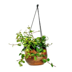 Mya Hanging Planter - Shiny Mocha -Outlet The Ever Sprout Store Peperomia angulata rocca scuro Dark Green Beetle Radiator Plant Mya Hanging Planter Shiny Mocha b4c99ae9 5d4a 4b04 be8c 297ea5c00325