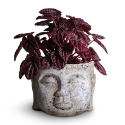 Peperomia Caperata Red Luna 17 Peperomia Caperata Red Luna -Outlet The Ever Sprout Store Peperomia caperata Red Luna 11x20cm Buddha Plant Pot Cement 17x13cm 7cb697ad 5052 47f5 a3fd 296c73ee15cf