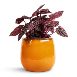 Peperomia Caperata Red Luna 16 Peperomia Caperata Red Luna -Outlet The Ever Sprout Store Peperomia caperata Red Luna 11x20cm Charlotte Plant Pot Ochre 15x13cm c5a69492 2371 49f2 a0fb d73b9f143cf5