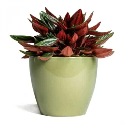 Peperomia Caperata Rosso -Outlet The Ever Sprout Store Peperomia caperata Rosso 10 5x15cm Sven Plant Pot Mint 13x11cm