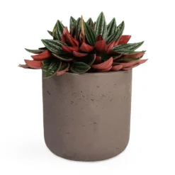 Peperomia Caperata Rosso -Outlet The Ever Sprout Store Peperomia caperata Rosso 10.5x15cm Charlie Plant Pot Ash Brown 15x15cm
