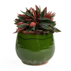 Peperomia Caperata Rosso -Outlet The Ever Sprout Store Peperomia caperata Rosso 10.5x15cm Charlotte Plant Pot Green 15x13cm