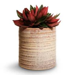 Peperomia Caperata Rosso -Outlet The Ever Sprout Store Peperomia caperata Rosso 10.5x15cm Hera Plant Pot Ivory 13x14cm 4c66346a a88c 40ef 8618 26f82db4e1b5