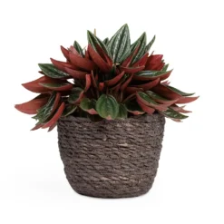 Peperomia Caperata Rosso -Outlet The Ever Sprout Store Peperomia caperata Rosso 10.5x15cm Igmar Plant Basket Grey 13x10cm
