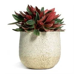 Peperomia Caperata Rosso -Outlet The Ever Sprout Store Peperomia caperata Rosso 10.5x15cm Iris Plant Pot Sand 14x12cm