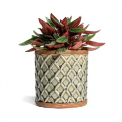 Peperomia Caperata Rosso -Outlet The Ever Sprout Store Peperomia caperata Rosso 10.5x15cm Liam Plant Pot Grey 14x14cm