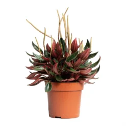 Peperomia Caperata Rosso -Outlet The Ever Sprout Store Peperomia caperata Rosso 10.5x15cm tall