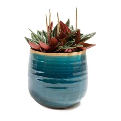Peperomia Caperata Rosso -Outlet The Ever Sprout Store Peperomia caperata Rosso Iris Plant Pot Turquoise