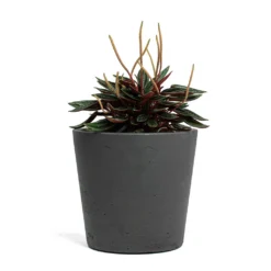 Peperomia Caperata Rosso -Outlet The Ever Sprout Store Peperomia caperata Rosso Mini Bucket Plant Pot Black Washed 5c6aedef feab 4b9d a719 342fbeaa2d41