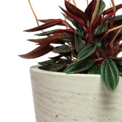 Peperomia Caperata Rosso -Outlet The Ever Sprout Store Peperomia caperata Rosso Mini Bucket Plant Pot Grey Washed Close Up 1e7a53cc ba1a 40f0 8e1c 930322473680