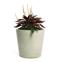 Peperomia Caperata Rosso -Outlet The Ever Sprout Store Peperomia caperata Rosso Mini Bucket Plant Pot Grey Washed 1127ef77 a2fe 4f65 9bdb c41b8a5a5524