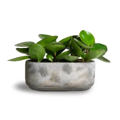 Saar Oval Plant Bowl - Earth Cement -Outlet The Ever Sprout Store Peperomia clusiifolia Red Margin Red Edged Radiator Plant 11x20cm Saar Oval Plant Bowl Earth Cement 26x13x11cm 2