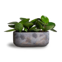 Peperomia Clusiifolia Red Margin - Red Edged Radiator Plant -Outlet The Ever Sprout Store Peperomia clusiifolia Red Margin Red Edged Radiator Plant 11x20cm Saar Oval Plant Bowl Earth Cement 26x13x11cm 01ab1490 2500 46ca 9303 2ff8277b1373