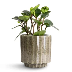 Lugano Scalloped Plant Pot - Green 14 Lugano Scalloped Plant Pot - Green -Outlet The Ever Sprout Store Peperomia clusiifolia Red Margin Red Edged Radiator Plant 14x25cm Lugano Scalloped Plant Pot Green 16x16cm d10fc9bd dae3 4b28 aa9a 9d9599f9a464