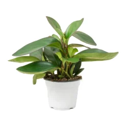 Peperomia Clusiifolia Red Margin - Red Edged Radiator Plant -Outlet The Ever Sprout Store Peperomia clusiifolia Red Margin Red Edged Radiator Plant Large