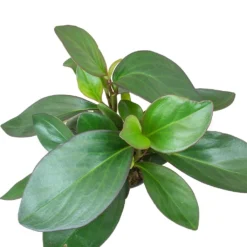 Peperomia Clusiifolia Red Margin - Red Edged Radiator Plant -Outlet The Ever Sprout Store Peperomia clusiifolia Red Margin Red Edged Radiator Plant Large Leaves