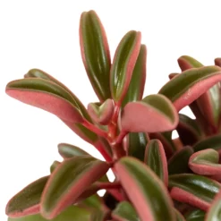 Peperomia Graveolens - Ruby Glow Radiator Plant -Outlet The Ever Sprout Store Peperomia graveolens Ruby Glow Radiator Plant 1