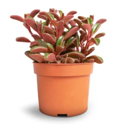 Peperomia Graveolens - Ruby Glow Radiator Plant -Outlet The Ever Sprout Store Peperomia graveolens Ruby Glow Radiator Plant 10.5x17cm