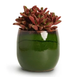 Peperomia Graveolens - Ruby Glow Radiator Plant -Outlet The Ever Sprout Store Peperomia graveolens Ruby Glow Radiator Plant 10.5x17cm Charlotte Plant Pot Green 15x13cm
