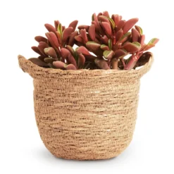 Peperomia Graveolens - Ruby Glow Radiator Plant -Outlet The Ever Sprout Store Peperomia graveolens Ruby Glow Radiator Plant 10.5x17cm Nelis Plant Basket Camel 13x12cm 9ec1d073 f317 4ca9 89c4 be0f6487a030