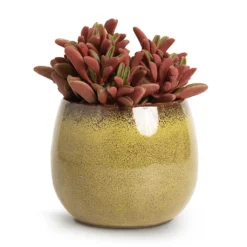 Peperomia Graveolens - Ruby Glow Radiator Plant -Outlet The Ever Sprout Store Peperomia graveolens Ruby Glow Radiator Plant 10.5x17cm Odile Plant Pot Moss 13x11cm 74d4c8e9 df29 4ee9 977e 70d1100ae8bc