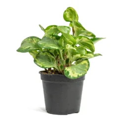 Peperomia Obtusifolia Golden Gate - Baby Rubber Plant -Outlet The Ever Sprout Store Peperomia obtusifolia Golden Gate Baby Rubber Plant 14cm