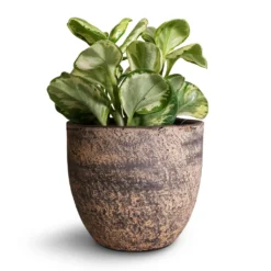 Peperomia Obtusifolia Golden Gate - Baby Rubber Plant -Outlet The Ever Sprout Store Peperomia obtusifolia Golden Gate Baby Rubber Plant 14x25cm Cas Plant Pot Sahara 17x15cm d75b2341 f5b8 4dbe abdd 706859f8cb71