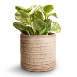 Peperomia Obtusifolia Golden Gate - Baby Rubber Plant
