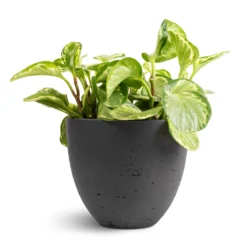 Peperomia Obtusifolia Golden Gate - Baby Rubber Plant -Outlet The Ever Sprout Store Peperomia obtusifolia Golden Gate Baby Rubber Plant 14x25cm Mini Jesslyn Plant Pot Black Washed 18x15cm 1