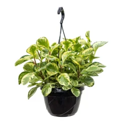 Peperomia Obtusifolia Golden Gate - Baby Rubber Plant -Outlet The Ever Sprout Store Peperomia obtusifolia Golden Gate Baby Rubber Plant 20cm