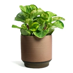 Peperomia Obtusifolia Golden Gate - Baby Rubber Plant -Outlet The Ever Sprout Store Peperomia obtusifolia Golden Gate Baby Rubber Plant