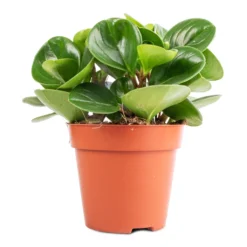 Peperomia Obtusifolia Green - Baby Rubber Plant -Outlet The Ever Sprout Store Peperomia obtusifolia Green Baby Rubber Plant 11x20cm
