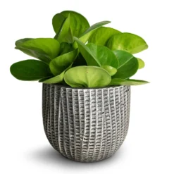 Peperomia Obtusifolia Green - Baby Rubber Plant -Outlet The Ever Sprout Store Peperomia obtusifolia Green Baby Rubber Plant 11x20cm Feico Plant Pot Metal Black 15x13cm